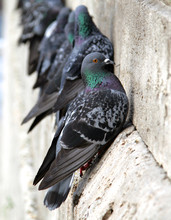 Pigeons On The Building Wall Close-up