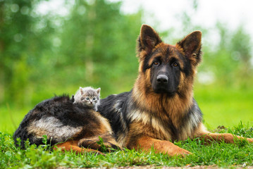 German shepherd dog with little kitten