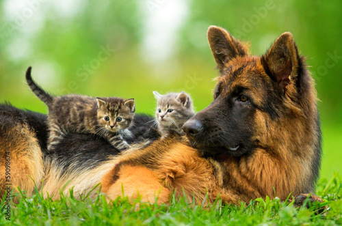 Obraz pies  owczarek-niemiecki-z-dwoma-malymi-kocietami
