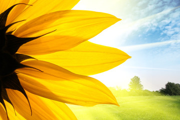 Fotomurales - Sunflower flower over summer field landscape