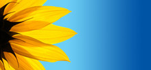 Sunflower Closeup On Blue Background