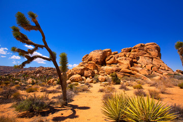 Sticker - Joshua Tree National Park Yucca Valley Mohave desert California