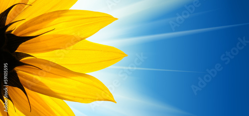Plakat na papierze fotorealistycznym Słonecznik kwiat sunshine na niebieskim tle nieba