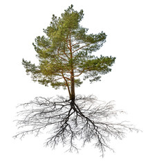 Wall Mural - single green pine with black root