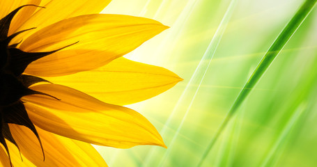 Fotomurales - Sunflower over green grass background