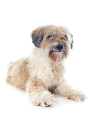 Wall Mural - tibetan terrier