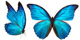Fototapeta Fototapety ze zwierzętami  - beautiful butterfly isolated on white