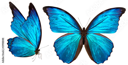 Fotomural beautiful butterfly isolated on white