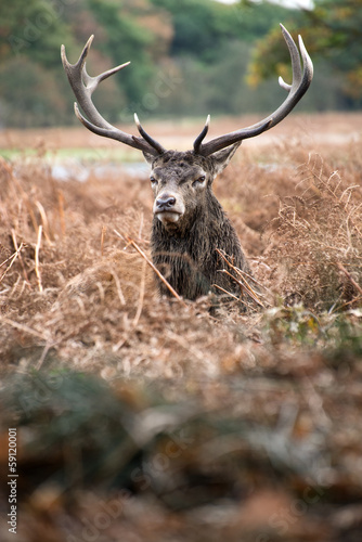 Naklejka samoprzylepna Jeleń jeleń w sezonie rutting jesienią