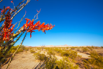 Wall Mural - Ocotillo Fouquieria splendens red flowers in Mohave desert