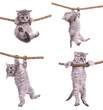 kittens with rope