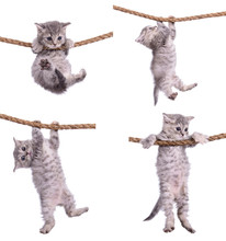 Kittens With Rope