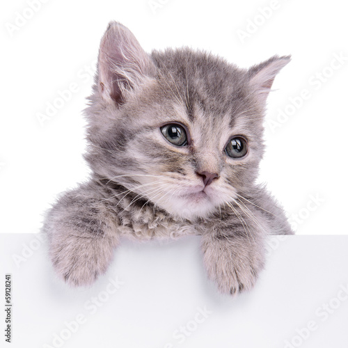 Naklejka na szybę kitten holding billboard