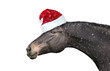 Black horse with  Christmas hat on white background