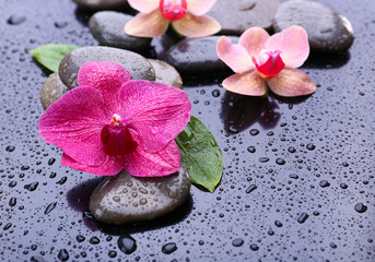 Wall Mural - Composition with beautiful blooming orchid with water drops and