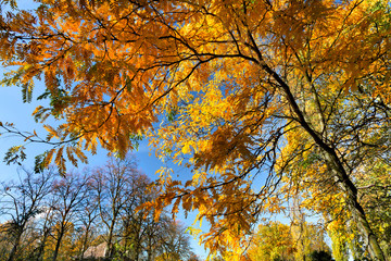 Fototapete - The bright colors of autumn trees.