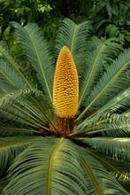 Plants, Sago Cycad, Sago Palm Japanese (Cycas Revoluta)