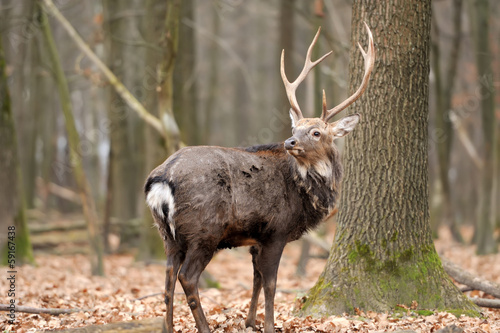 Naklejka samoprzylepna Jeleń