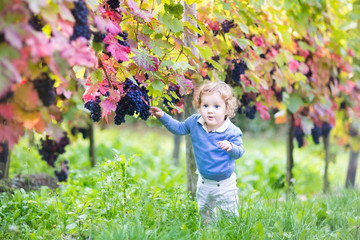 Wall Mural - Sweet baby girl with curly hair playing in a autumn vineyard