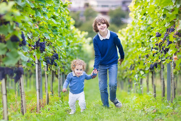 Wall Mural - Cute laughing boy and his baby sister running in a vineyard