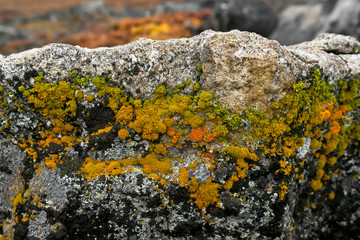 Moss on stone.