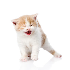 Canvas Print - kitten meowing. isolated on white background