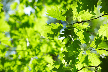 green leaves