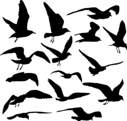 Vector set of silhouettes of 15 flying seagulls