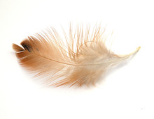 Single Feather Isolated On White Background