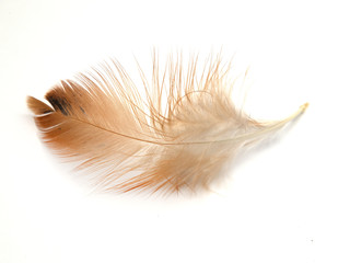 Single feather isolated on white background