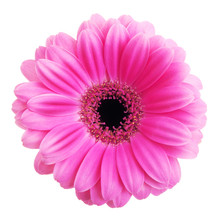 Pink Gerbera Flower Isolated On White Background