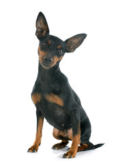 Wall Mural - miniature pinscher