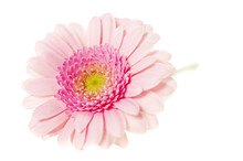 Soft Pink Gerbers Isolated On A White Background