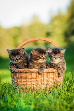 Three Tabby Kittens Sitting In The Basket