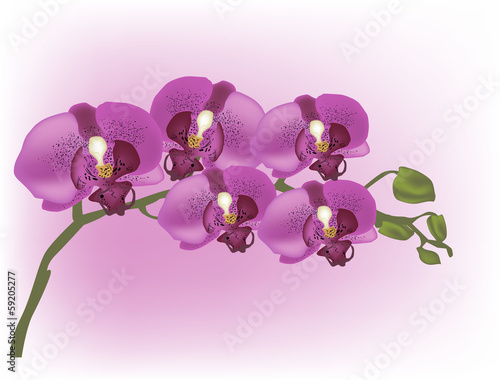 Board z aluminiowym obramowaniem Ciemno purpurowa orchidea na jasnym różowym tle