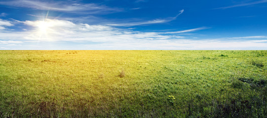 Wall Mural - Summer field panorama