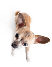 Top View Of Sitting Chihuahua Doggy, Isolated On White