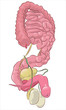Vector Illustration of Male Urinary and Digestive System