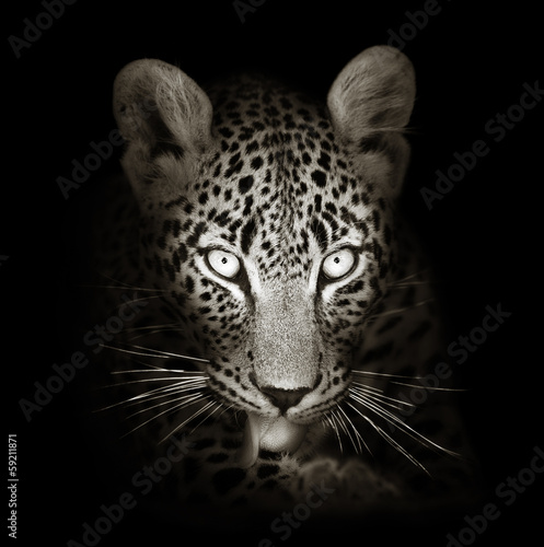 Foto-Fahne - Leopard portrait in toned b&w (von JohanSwanepoel)