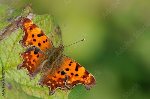 Fotoboard na płycie Polygonia c-album