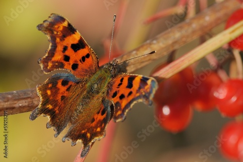 Fotoboard na płycie Polygonia c-album