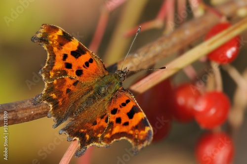 Fotoboard na płycie Polygonia c-album