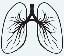 Wall Mural - Human lungs isolated on blue background