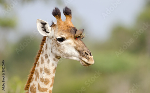 Tapeta ścienna Żyrafa twarz z oxpecker - kruger national park