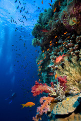 Wall Mural - Photo of coral colony