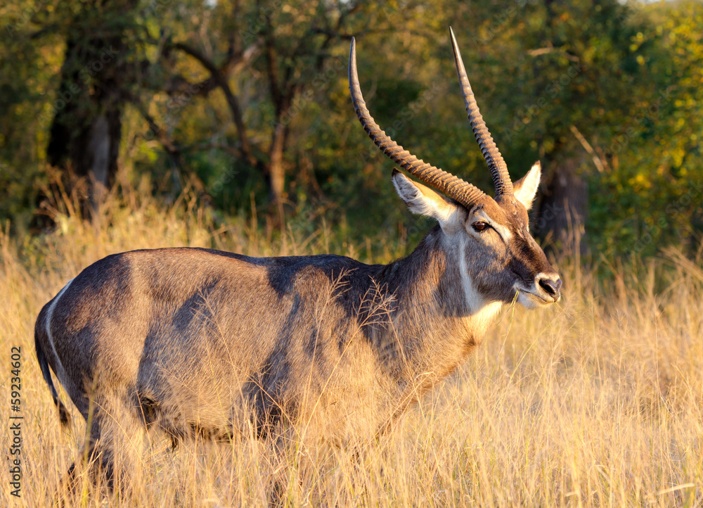 Waterbuck, Male. Kruger National Park, South Africa