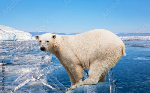 Plakat na papierze fotorealistycznym Niedźwiedź polarny stojący na bloku lodu