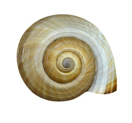 Wall Mural - shell