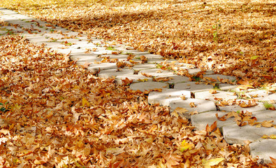 Wall Mural - path in autumn park