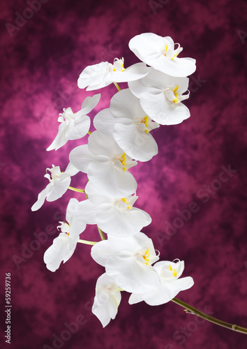 Board z aluminiowym obramowaniem Białe kwiaty orchidei